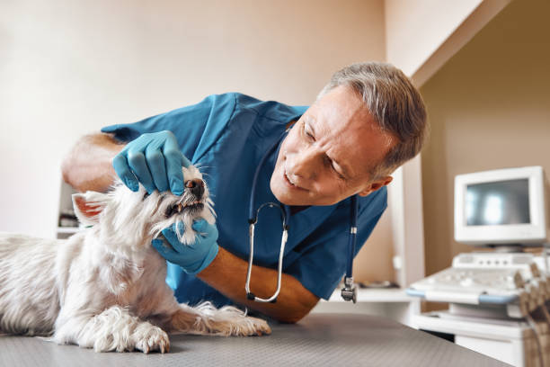 Best Cracked Tooth Emergency Dentist  in Belgrade, MT